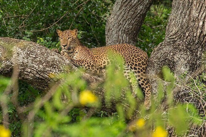 Yala National Park Full Day Safari - Ceylon Safari Tours - Group Size and Physical Considerations