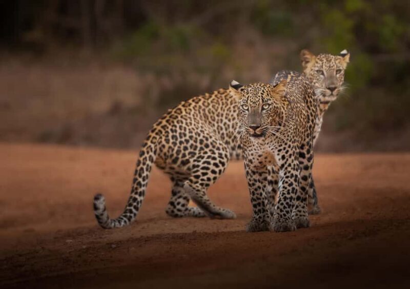 Yala National Park: Full Day Safari Epic Wildlife Encounter - Deep Dive into the Itinerary
