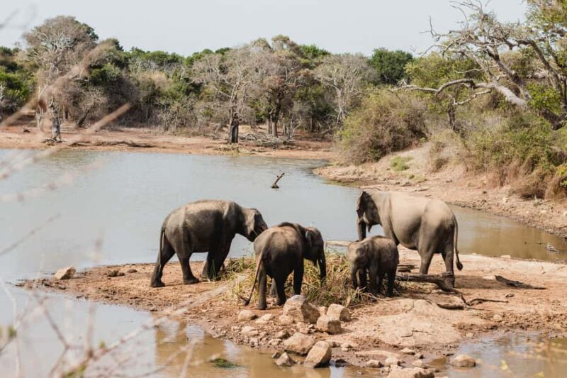 Yala National Park: Full Day Safari Epic Wildlife Encounter - The Value and Practicality