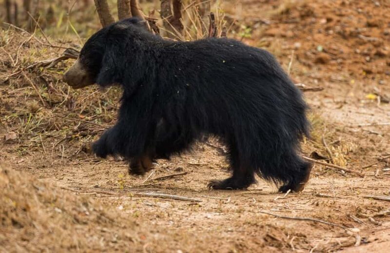 Yala National Park: Full Day Safari Epic Wildlife Encounter - The Sum Up