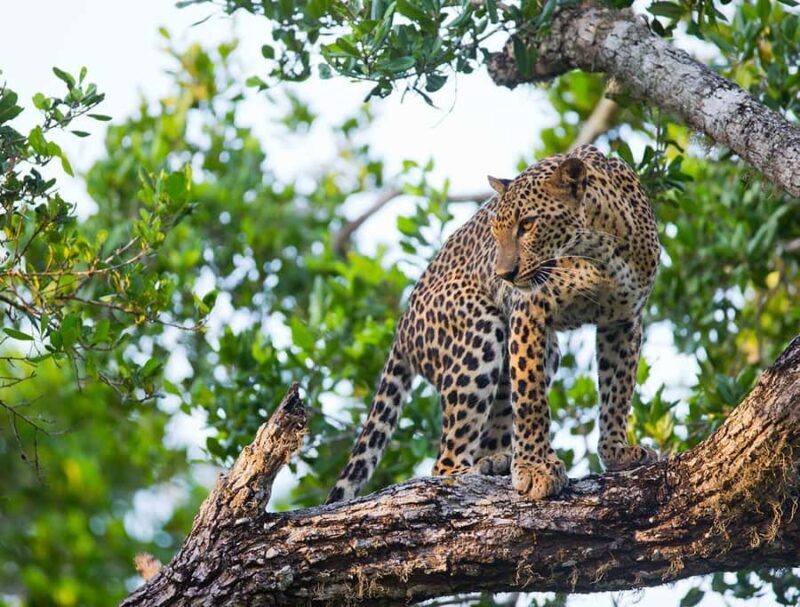 Yala National Park: Full Day Safari Epic Wildlife Encounter - FAQ