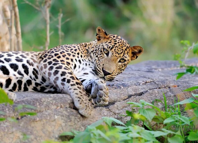 Yala National Park: Full Day Safari Epic Wildlife Encounter - An In-Depth Look at Your Yala Safari Adventure