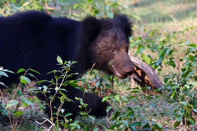 Yala National Park Full Day Safari From Hambantota Cruise Terminal - Private Safari Experience Highlights