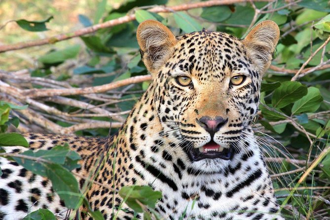 Yala National Park Full Day Safari From Hambantota Cruise Terminal - Tailored Itinerary for Park Exploration