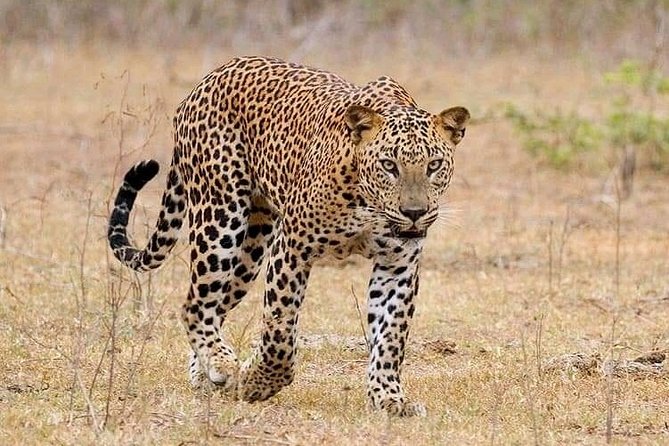 Yala National Park Full Day Safari PRIVATE TOURS - Booking Details