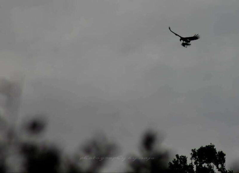 Yala National Park: Full day Safari Tour - Good To Know