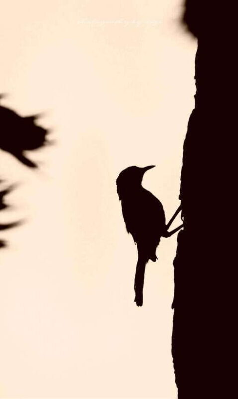 Yala National Park: Full day Safari Tour - Who Will Love This Tour?