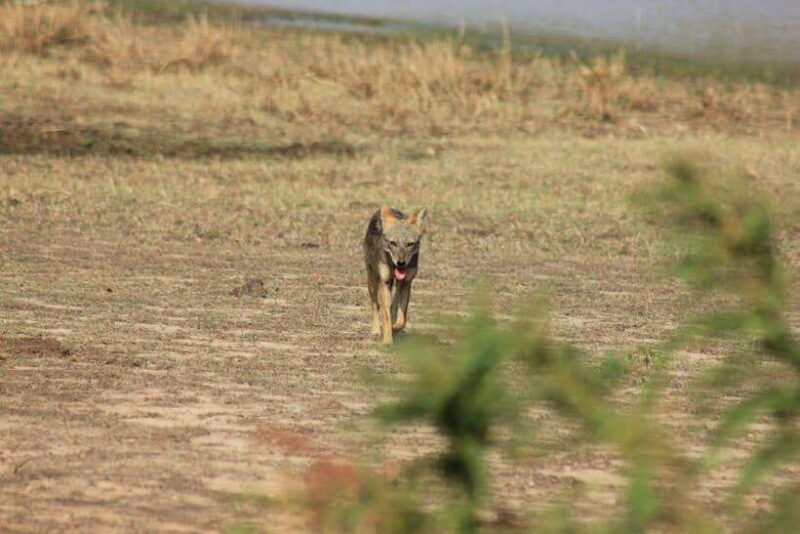 Yala National Park: Full day Safari Tour - The Sum Up