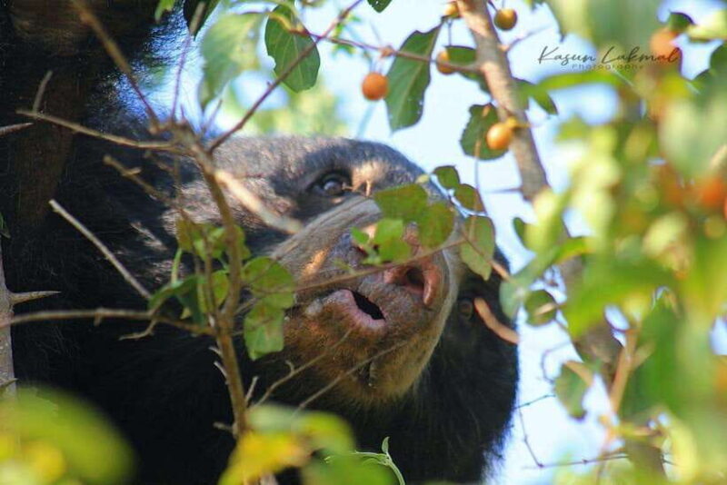 Yala National Park: Full day Safari Tour - Practical Details and Tips