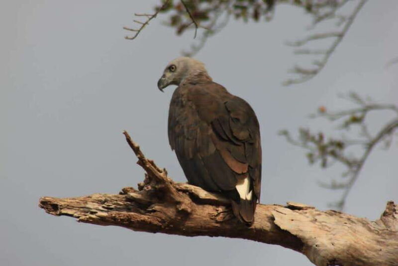 Yala National Park: Full day Safari Tour - Authentic Insights from Past Travelers