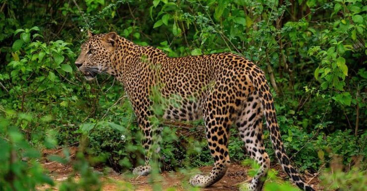 Yala National Park - Full Day Safari Tour (4.00am - 6.00pm) - Good To Know