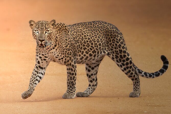 Yala National Park Full Day Safari Tour - Introduction: What’s the Experience Like?