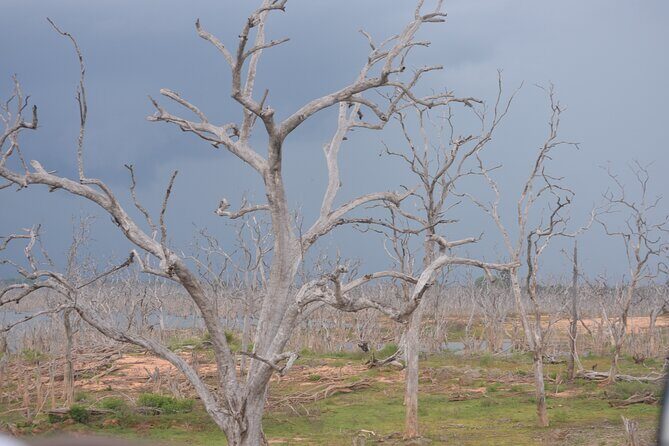 Yala National Park Full Day Safari Tour - Why This Tour Works Well