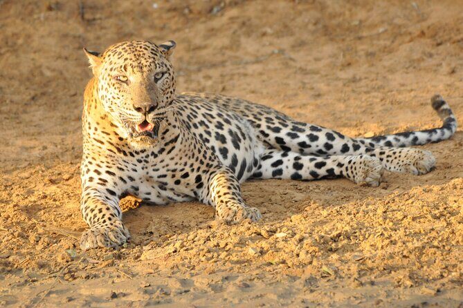 Yala National Park Full Day Safari Tour - Understanding the Cost and Value