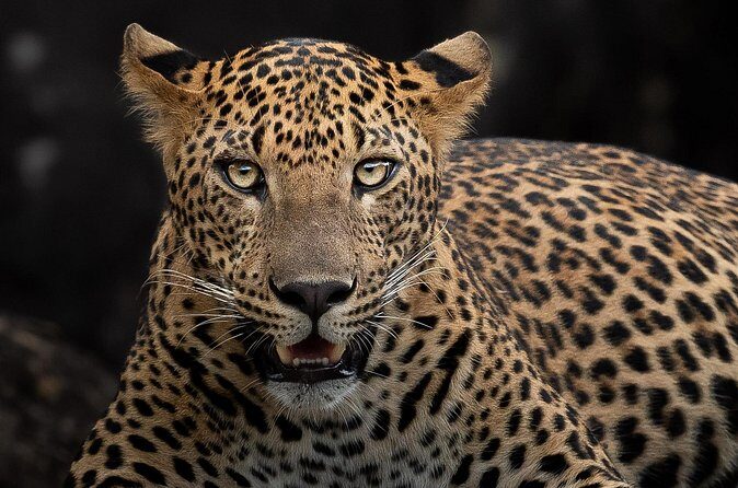 Yala National Park Full Day Safari Tour - Afternoon Safari and More Wildlife Encounters