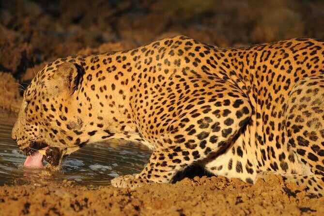 Yala National Park Full Day Safari Tour - The Importance of a Knowledgeable Guide