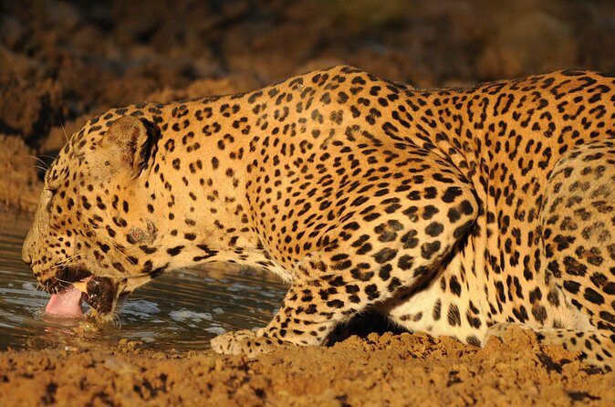 Yala National Park Full Day Safari Tour - Comfort and Convenience