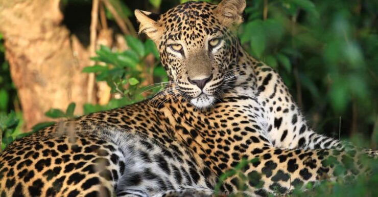 Yala National Park: Full-Day Safari Tour From Colombo - Good To Know