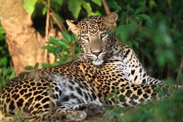 Yala National Park: Full-Day Safari Tour From Colombo - Safari Experience Highlights