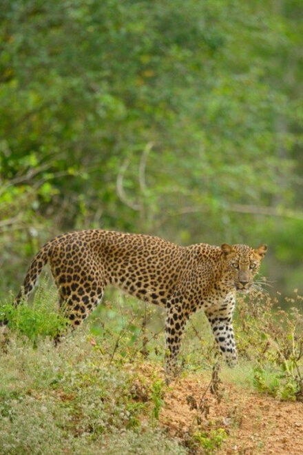 Yala National Park: Full-Day Safari Tour From Colombo - Detailed Itinerary