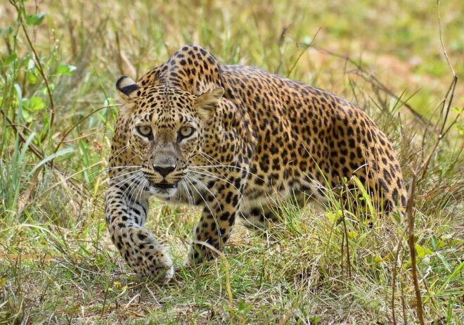 Yala National Park: Full-Day Safari Tour From Colombo - Inclusions of the Tour