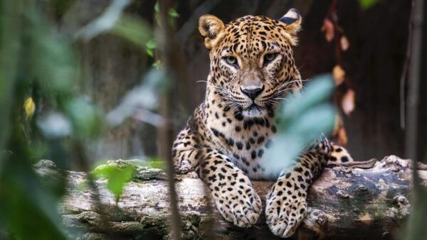 Yala National Park: Full-Day Safari Tour From Colombo - Booking Process