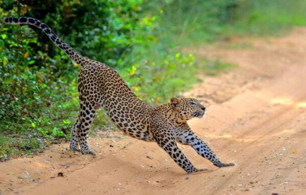 Yala National Park: Full-Day Safari Tour From Colombo - Transportation Details