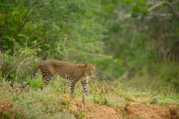 Yala National Park: Full-Day Safari Tour From Colombo - Frequently Asked Questions