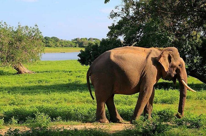 Yala National Park Full Day Safari Tour from Ella - FAQs