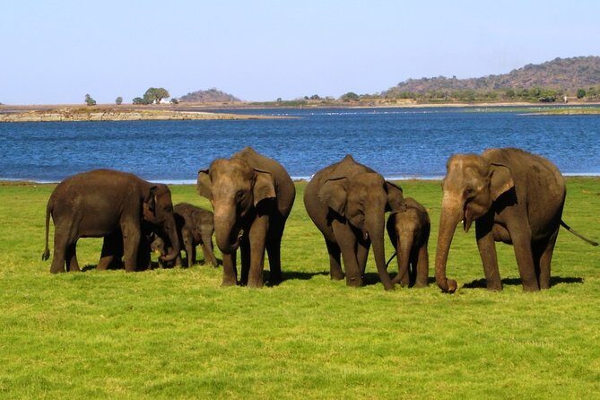 Yala National Park Full Day Safari Tour from Ella - The Itinerary in Detail