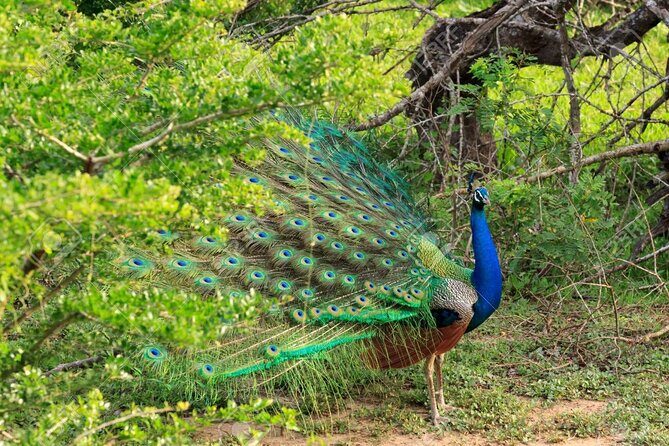 Yala National Park Full Day Safari Tour from Ella - Practical Considerations