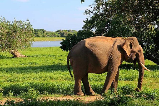 Yala National Park Full Day Safari Tour from Ella - FAQ
