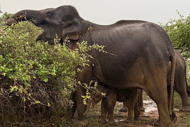 Yala National Park Full Day Safari Tours Eagle Safari - Good To Know