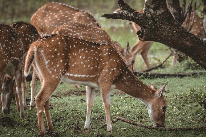 Yala National Park Full Day Safari Tours Eagle Safari - What to Expect from the Experience