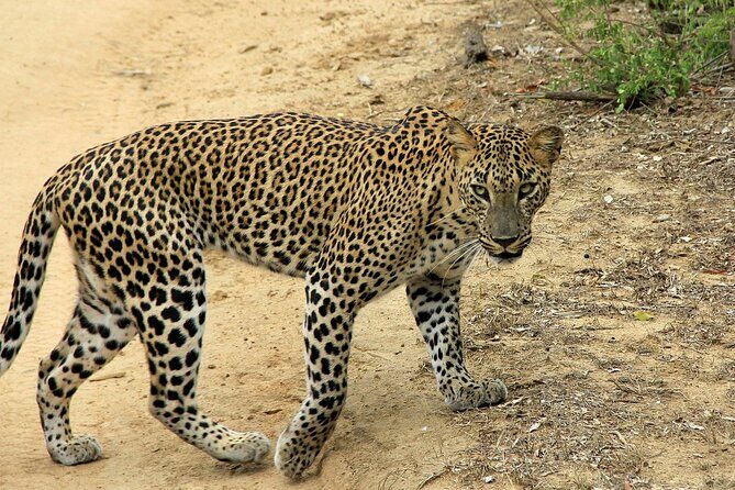 Yala National Park Full Day Safari Tours Eagle Safari - The Sum Up: Who Is This Safari Best For?