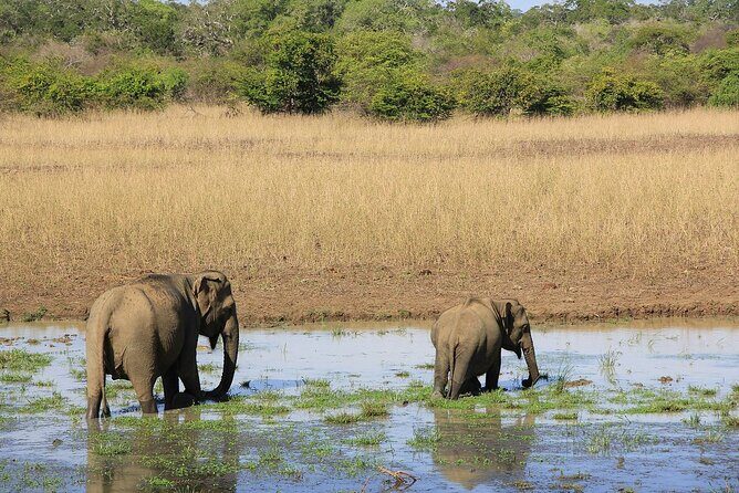 Yala National Park Full Day Safari Tours Eagle Safari - Exploring Yala National Park: A Wildlife Wonderland