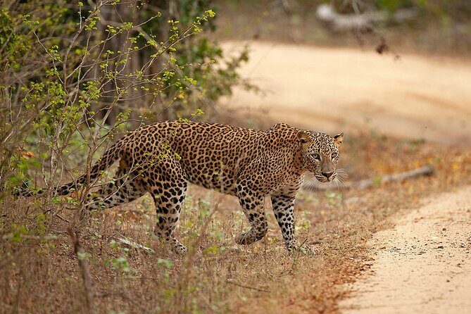 Yala National Park Full Day Safari Tours Eagle Safari - The Sum Up: Is the Yala Safari Worth It?