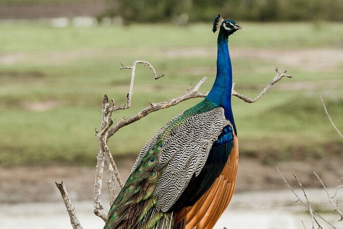 Yala National Park Full Day Safari Tours Eagle Safari - FAQ