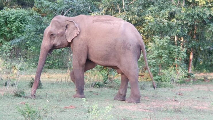 Yala National Park : Full Day Safari(04:30-18:00) - Tour Overview and Pricing