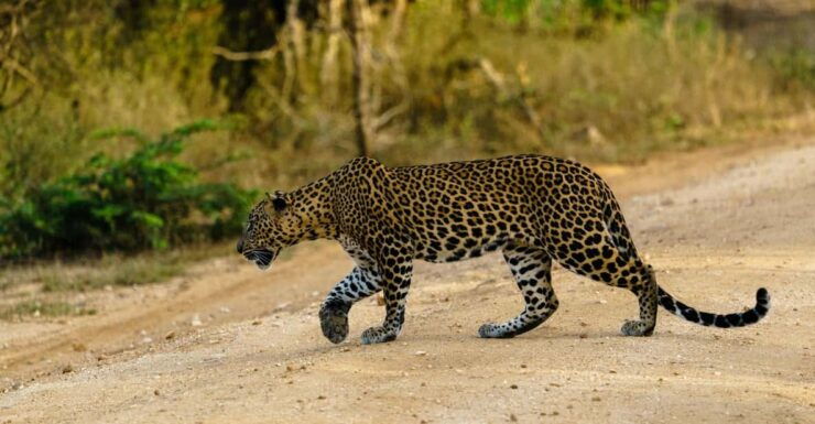 Yala National Park : Full Day Safari(04:30-18:00) - Inclusions and Comfort