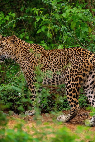 Yala National Park : Full Day Safari(04:30-18:00) - Booking Process