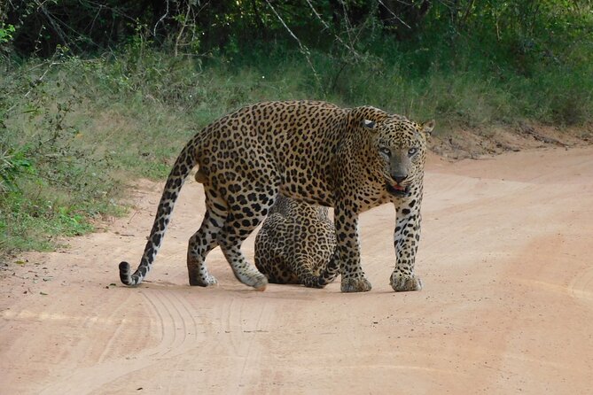 Yala National Park Guided Safari Tours - Good To Know