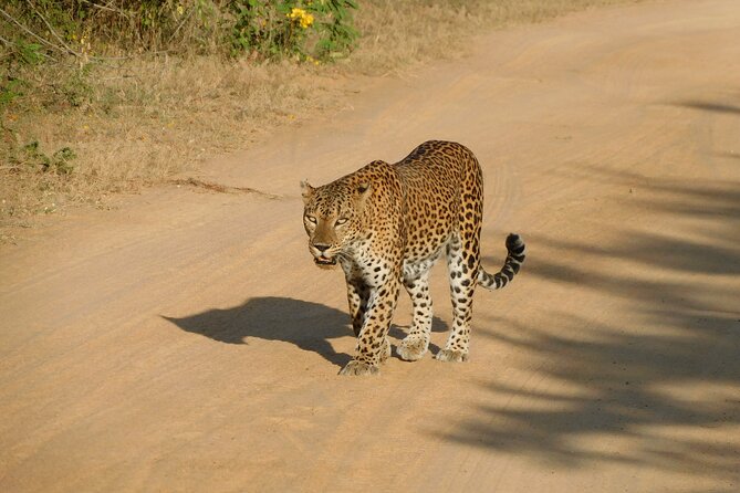Yala National Park Guided Safari Tours - Booking Information