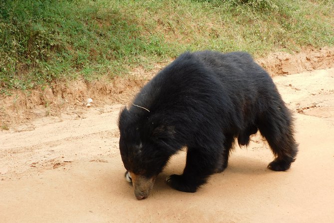 Yala National Park Guided Safari Tours - Price and Payment Options