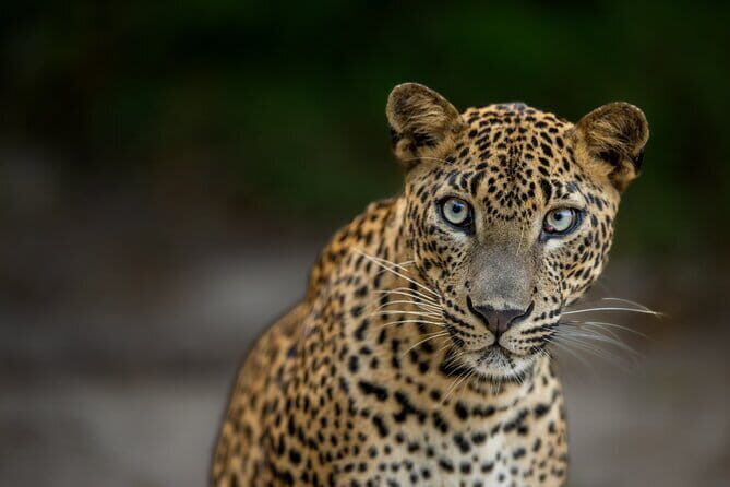 Yala National Park Guided Safaris - Good To Know