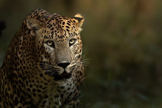 Yala National Park Guided Safaris - The Experience at a Glance