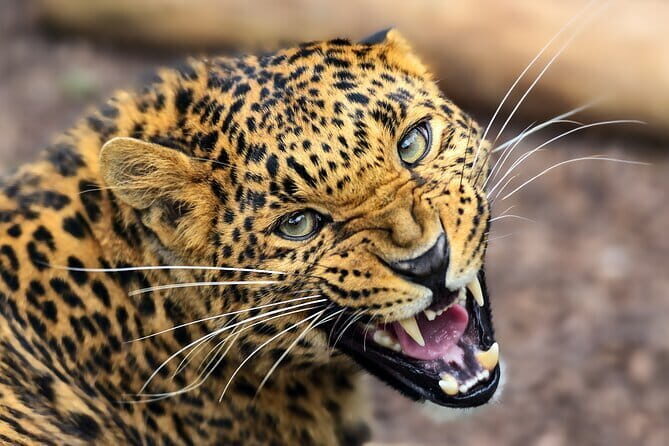 Yala National Park Guided Safaris - Final Thoughts