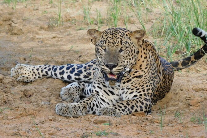 Yala National Park Guided Safaris - Who Should Consider This Tour?