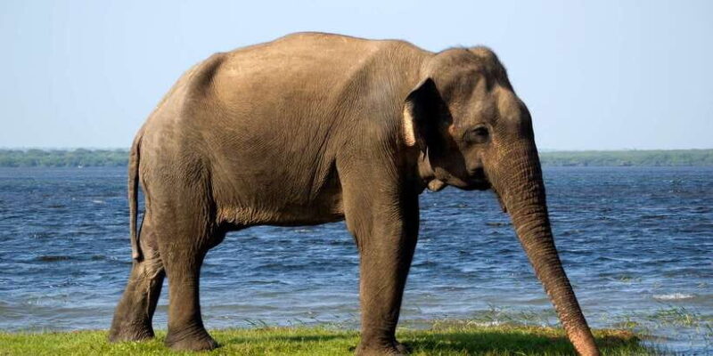 Yala National Park: Half, 7-Hour, or Full-Day Safari & Meals - The Itinerary: What to Expect