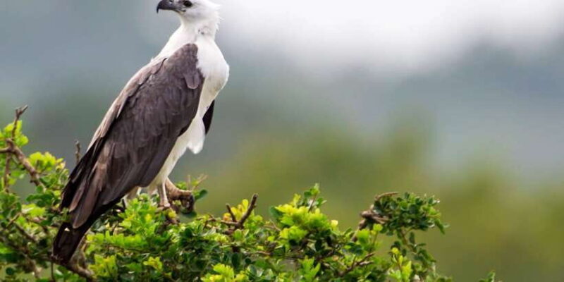 Yala National Park: Half, 7-Hour, or Full-Day Safari & Meals - Who Should Consider This Tour?